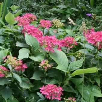 Hydrangea macrophylla 'Tovelit'