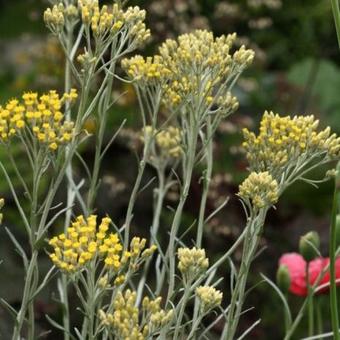 Helichrysum italicum