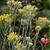 Helichrysum italicum