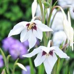 Gladiolus murielae - Glaïeul d'Abyssinie