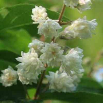 Deutzia gracilis - Zierliche Deutzie