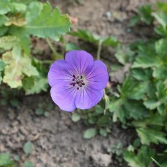 Geranium 'Azure Rush'