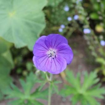 Geranium 'Orion'