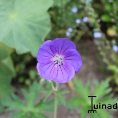 Geranium 'Orion' - Geranium 'Orion'