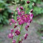 Verbascum-hybriden - 