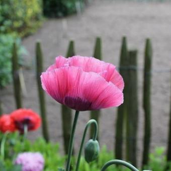 Papaver somniferum