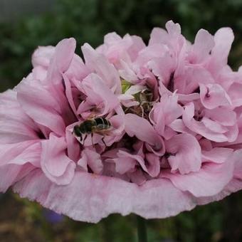 Papaver somniferum