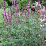 Salvia nemorosa ´Rosenwein´ - 