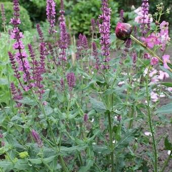 Salvia nemorosa ´Rosenwein´