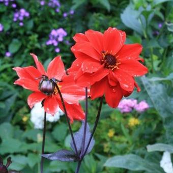 Dahlia 'Bishop  of Llandaff'