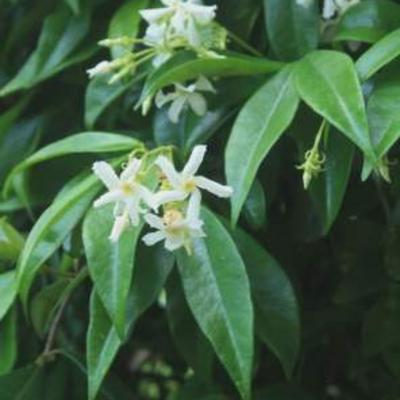 Trachelospermum jasminoides - Chinesischer Sternjasmin