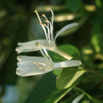 Lonicera japonica 'Halliana'