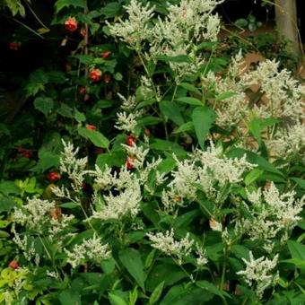 Persicaria polymorpha