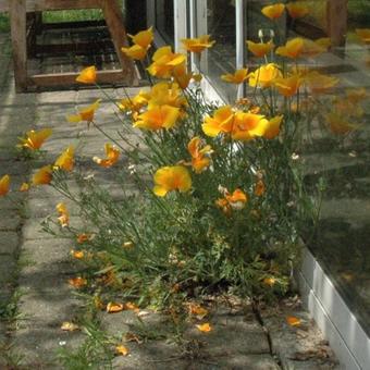 Eschscholzia californica