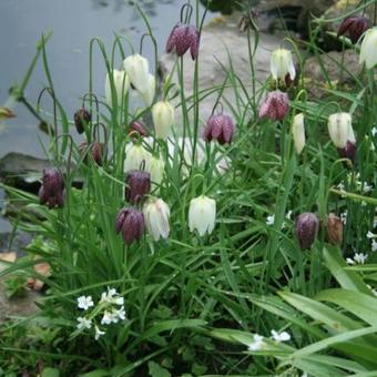 Fritillaria meleagris