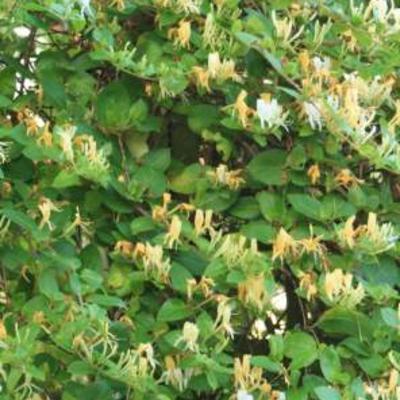 Lonicera japonica 'Halliana' - Lonicera japonica 'Halliana'