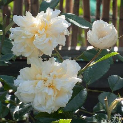 Rosa 'Alberic Barbier' - 