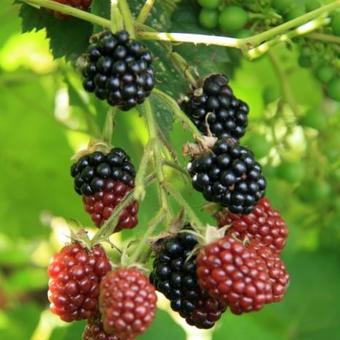 Rubus