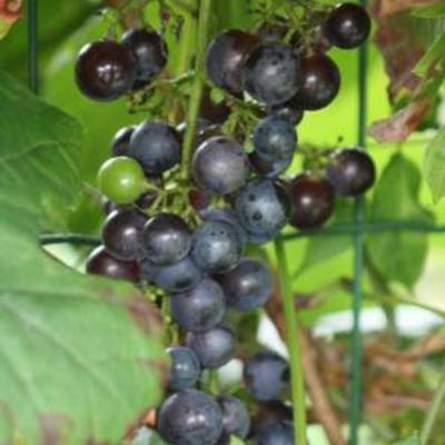 Vitis vinifera - 