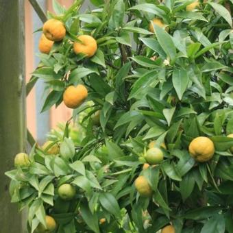 Citrus reticulata