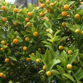 Citrus x microcarpa