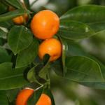 Citrus x microcarpa - 