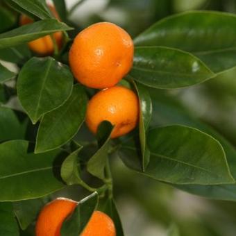 Citrus x microcarpa