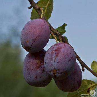 Prunus domestica