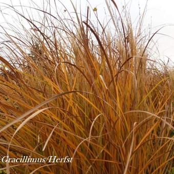 Miscanthus sinensis 'Gracillimus'