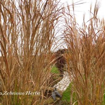 Miscanthus sinensis 'Zebrinus'