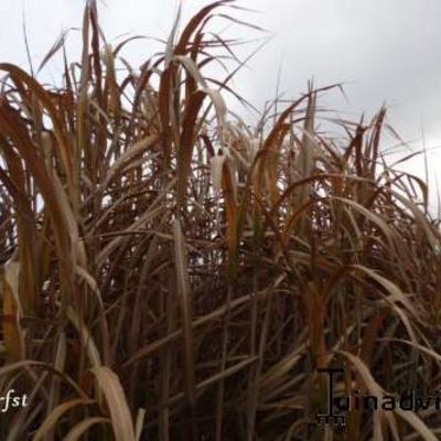 Riesen-Chinaschilf - Miscanthus x giganteus 