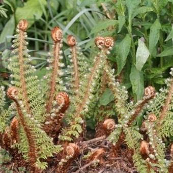 Polystichum setiferum