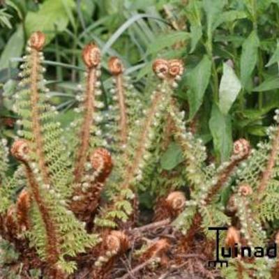 Grannen-Schildfarn - Polystichum setiferum