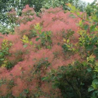 Cotinus