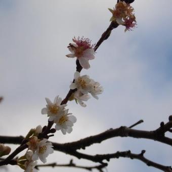 Prunus x subhirtella 'Autumnalis'