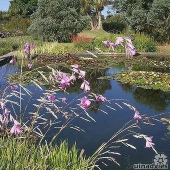 Dierama pulcherrimum