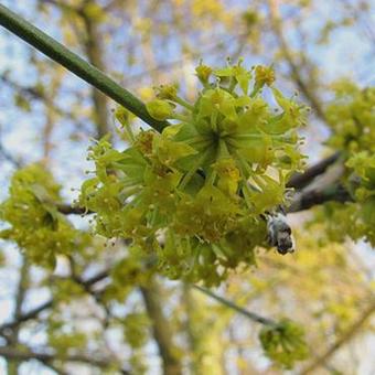 Cornus mas