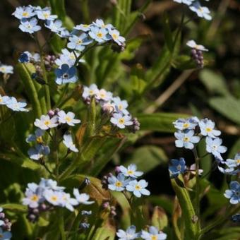 Myosotis alpestris