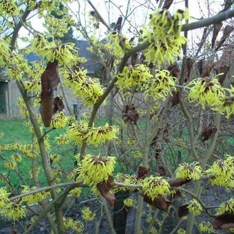 Hamamelis