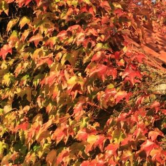 Parthenocissus tricuspidata 'Veitchii'