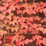 Parthenocissus tricuspidata 'Veitchii' - 