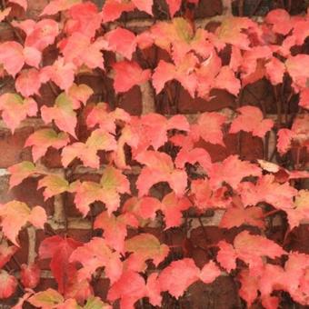 Parthenocissus tricuspidata 'Veitchii'