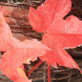 Parthenocissus tricuspidata 'Veitchii'