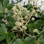 Fatsia - Fatsia japonica