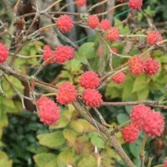 Cornus kousa