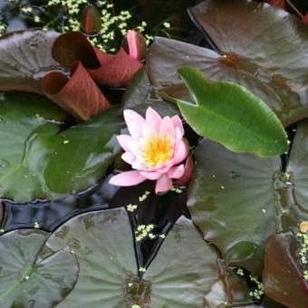 Nymphaea