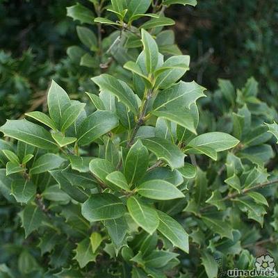 Stachelblättrige Duftblüte - Osmanthus heterophyllus