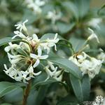 Osmanthus burkwoodii - 