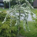 Crataegus laevigata - Zweigriffeliger Weißdorn