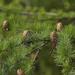 Larix decidua - Europäische Lärche